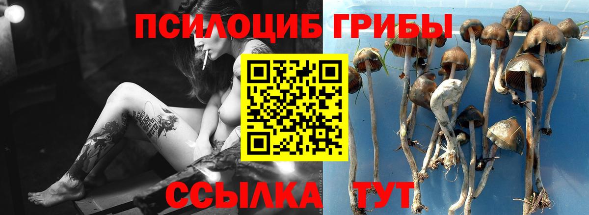 Сочи  Псилоцибиновые грибы прущие грибы  Вход с VPN  Псилоцибиновые грибы Psilocybine cubensis 